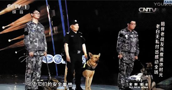 白雁带着三条老警犬在央视表演