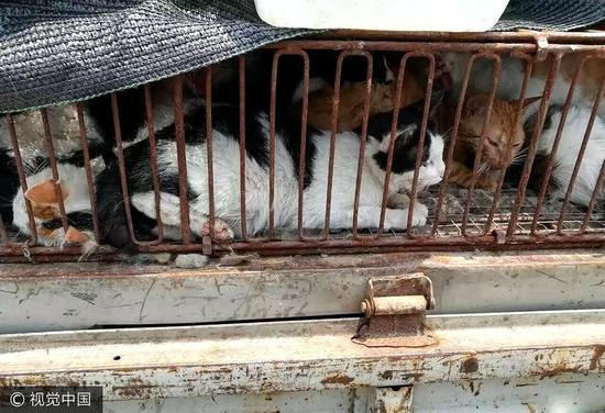 偷猫大盗诱捕500多只猫送饭店路上被警方查获