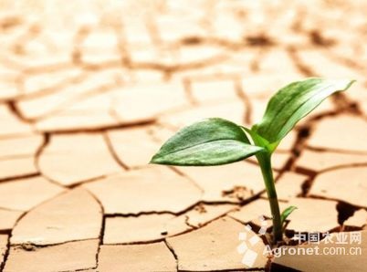 全國(guó)耕地受旱面積6256萬(wàn)畝