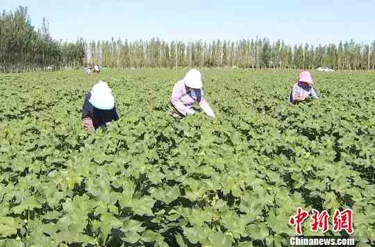 新疆兵团从“源头”提升棉花质量