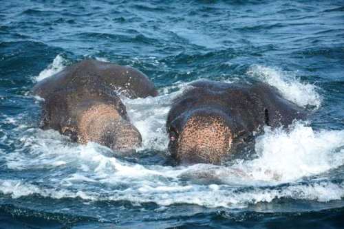 两只年幼的大象在海水中挣扎。 图片来源：法新社