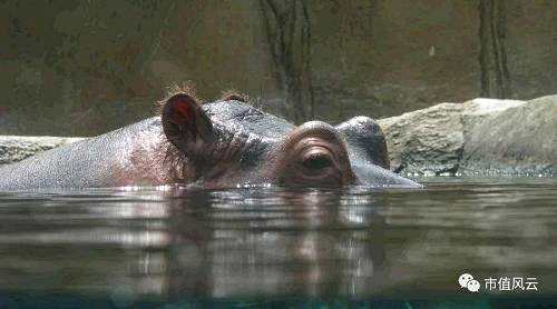 妖股華昌達：私刻公章，背債30億，離婚割股，如今人在國外