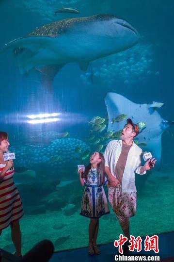 图片作者：陆绍龙。图片说明：赵文瑄和萝莉蔡书雅表示这是第一次亲眼见到那么大的鲸鲨