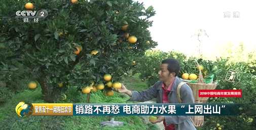 云南大理州漾濞縣300噸待售核桃雙十一期間迅速通過拼多多銷售一空。