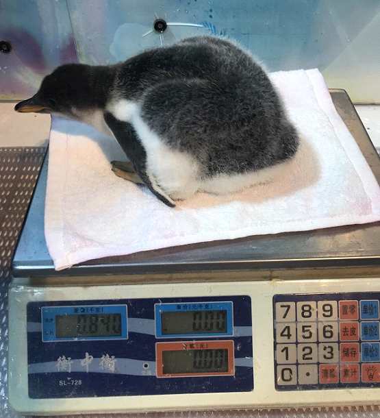 北京第一只南极企鹅宝宝等你来取名--南极巴布亚企鹅首次在京繁育成功