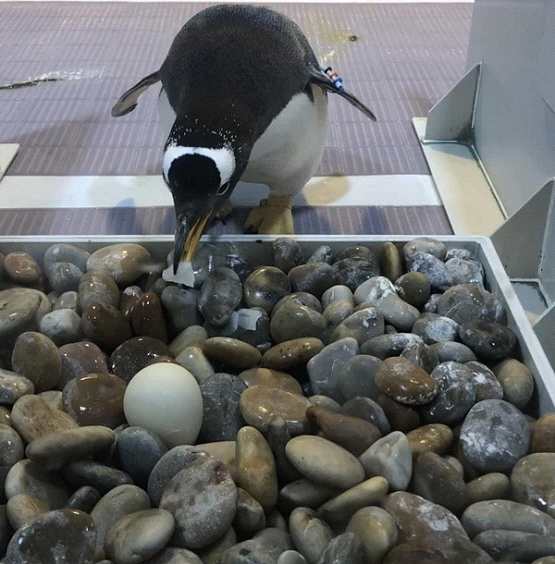 北京第一只南极企鹅宝宝等你来取名--南极巴布亚企鹅首次在京繁育成功