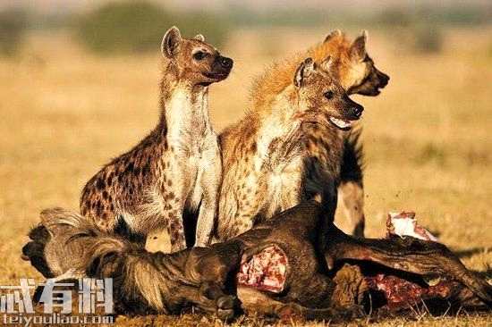 狮子王电影中的狗是什么品种 鬣狗是什么样的动物
