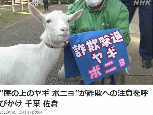 日本《悬崖上的金鱼姬》同名山羊走红 被任命为防诈骗大使 