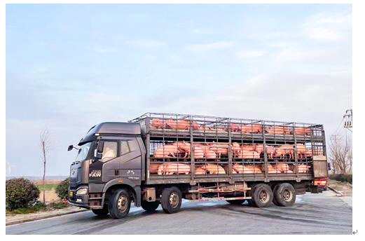 湖南首單生豬期貨成功交割 這家期貨公司服務(wù)小微企業(yè)有溫度