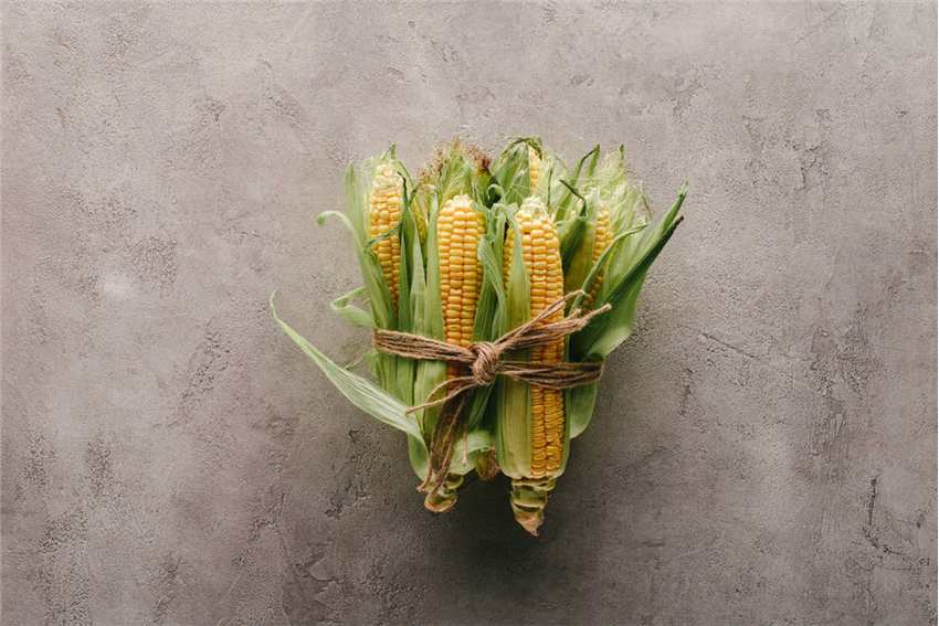 市场看空心态持续发酵 玉米现货价格进入下跌模式