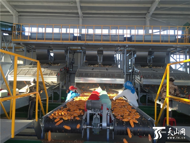 天山網訊（通訊員張國蕾 李英報道） 一八四團的雜交玉米種子生產始于2008年，雖起步較晚，光、溫、熱資源豐富，管理體制先進、機械化程度高，所生產的雜交玉米種子質量好，產量高，商品性好，產生了良好的社會效益和經濟效益，為團場增效、職工增收做出了重要貢獻。