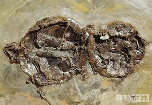 考古学家发现史乌龟动物 化石处于交配状态