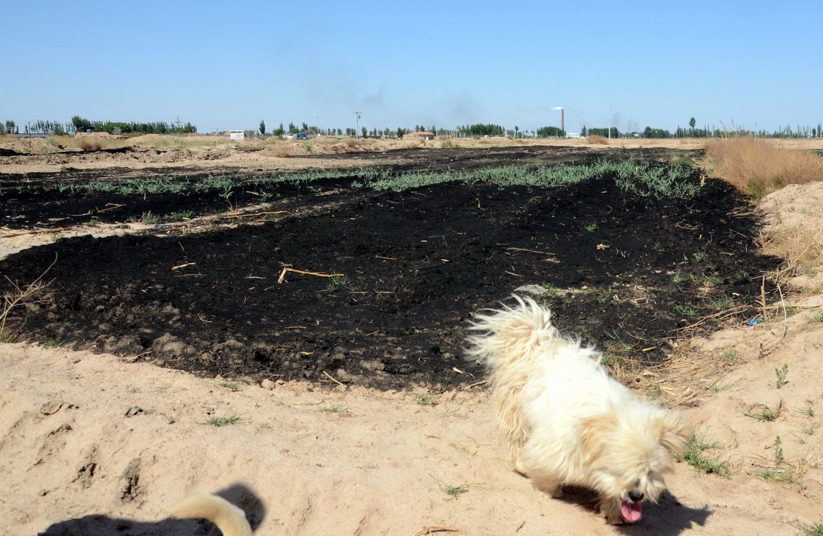 圖為《第一財(cái)經(jīng)日?qǐng)?bào)》記者曾經(jīng)在內(nèi)蒙古拍攝到的聯(lián)邦制藥廢渣被大量堆放在農(nóng)田中。攝影/章軻