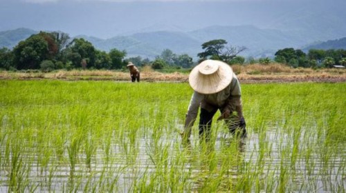 泰国居世界大米出口量首位 