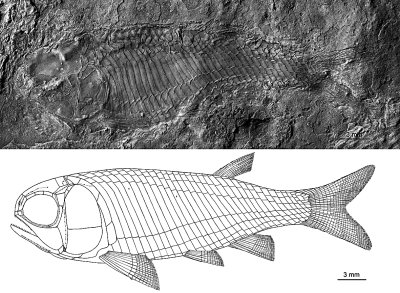原文配图：光泽肋鳞鱼标本及其复原图资料图。
