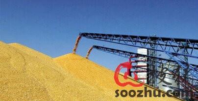 玉米拋儲(chǔ)即將開(kāi)啟，不要讓霉變玉米毀了你的“金豬”