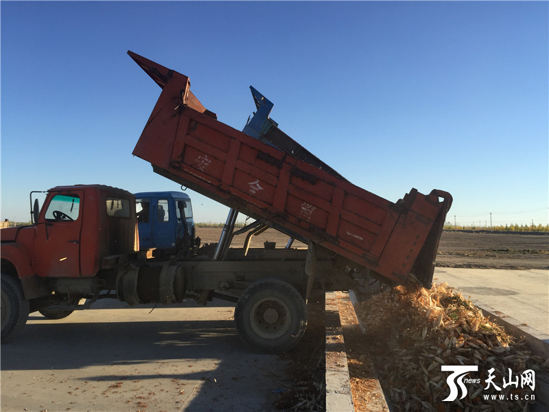 天山網訊（通訊員張國蕾 李英報道） 一八四團的雜交玉米種子生產始于2008年，雖起步較晚，光、溫、熱資源豐富，管理體制先進、機械化程度高，所生產的雜交玉米種子質量好，產量高，商品性好，產生了良好的社會效益和經濟效益，為團場增效、職工增收做出了重要貢獻。