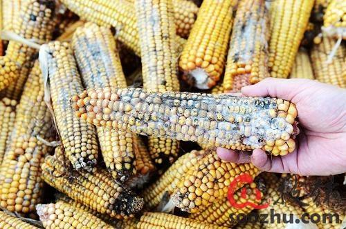 玉米拋儲(chǔ)即將開(kāi)啟，不要讓霉變玉米毀了你的“金豬”