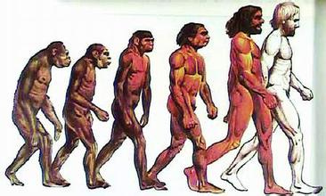 原文配图：人类起源进化图。