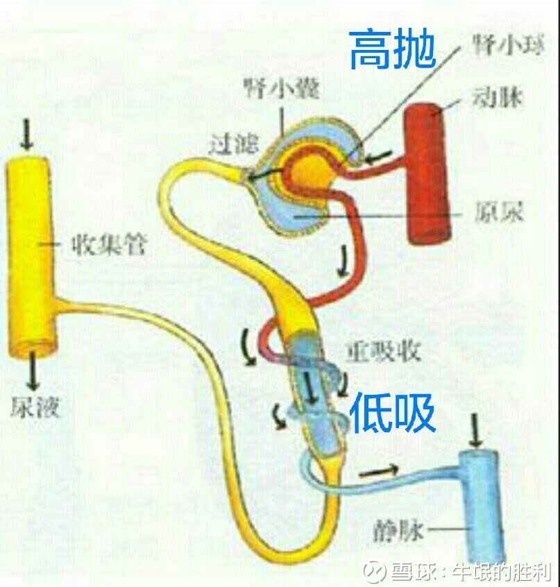 那么,怎么来理解  肾小球滤过膜呢?