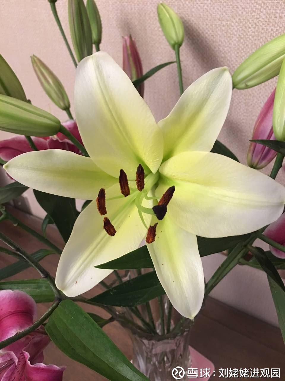 百合的意义表示的是什么 03112416dsux.jpg