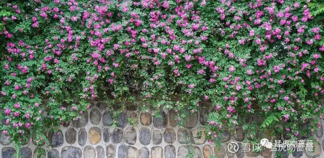 一进门摆什么花最好 18145852l6of.jpg