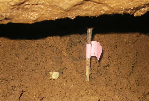 原文配图：在湖南道县境内福岩洞的发掘现场拍摄的一颗人类牙齿化石。