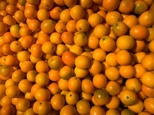 桔子,橘子