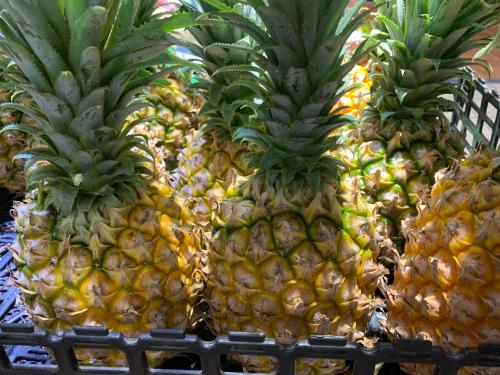 菠蘿