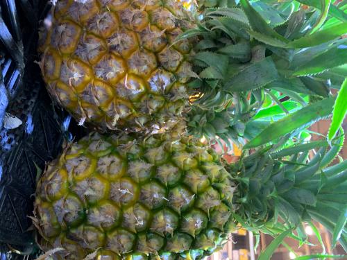 菠蘿