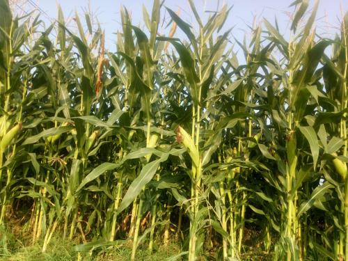 美国农业部播种面积报告调高2022年美国玉米面积数据