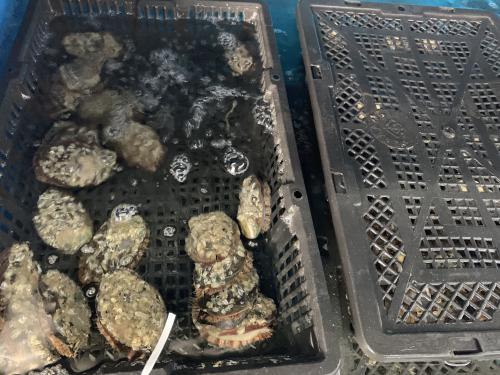 鮑魚,扇貝,海鮮