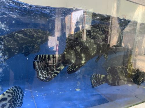 鲙魚,石斑魚,海鮮 鲙魚,石斑魚,海鮮