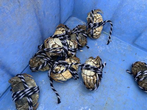 螃蟹,海鮮 螃蟹,海鮮