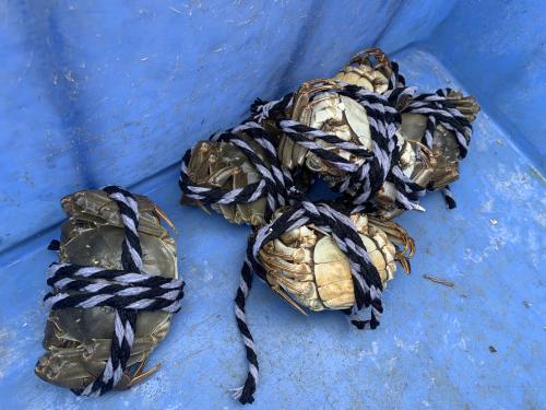 螃蟹,海鮮 螃蟹,海鮮