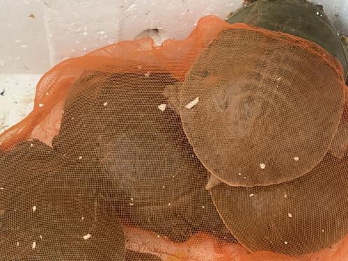 烏龜,甲魚(yú),王八,老鱉