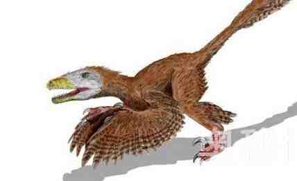 千禧中国鸟龙:第一种有毒恐龙- 历史考古_
