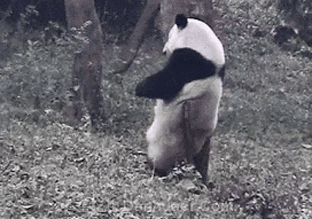 熊猫式钢管舞