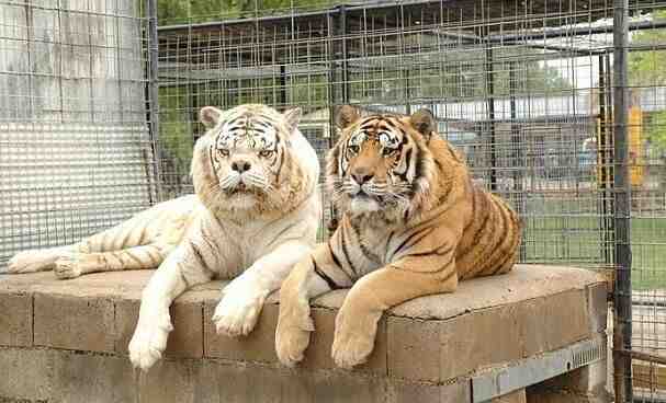 英国动物园一老虎走红 被称世界最丑老虎