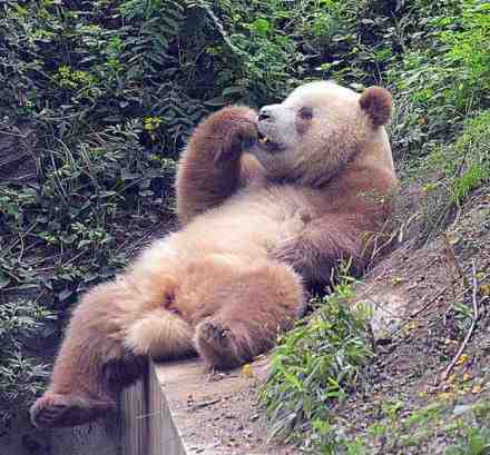 全球现存唯一棕色大熊猫“七仔”在陕西越冬