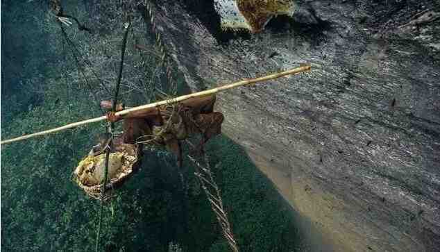 揭秘尼泊尔蜂蜜猎人 爬悬崖采蜜