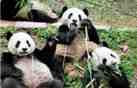 熊猫的日常生活图