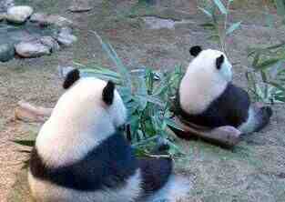 两只有心事的熊猫
