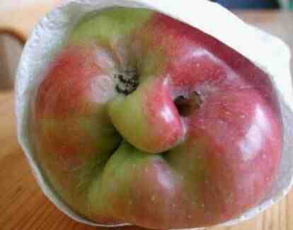 水果奇葩长相之巫婆苹果