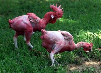 裸奔的鸡