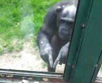 黑猩猩手语求救：救我！放我出去