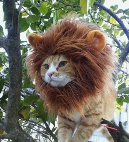 是狮还是猫