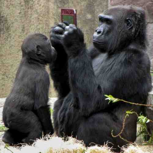 两只猩猩看手机