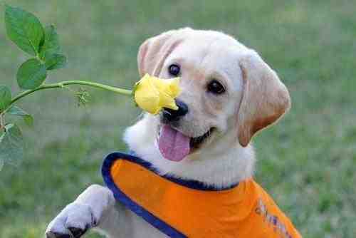 狗狗也爱花