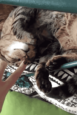 听说在猫睡觉的时候用手指点住它的小鼻子会有这样的反应